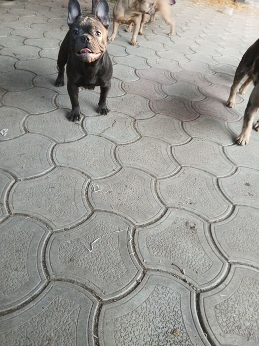 Две голубые девочки 12мес