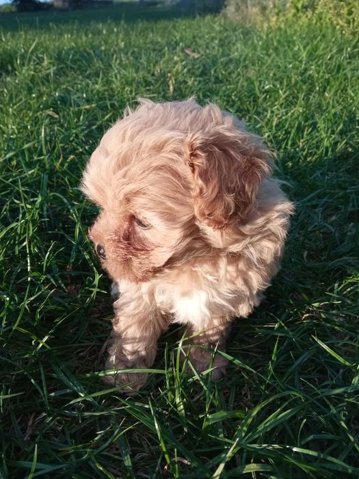 Maltipoo chłopczyk