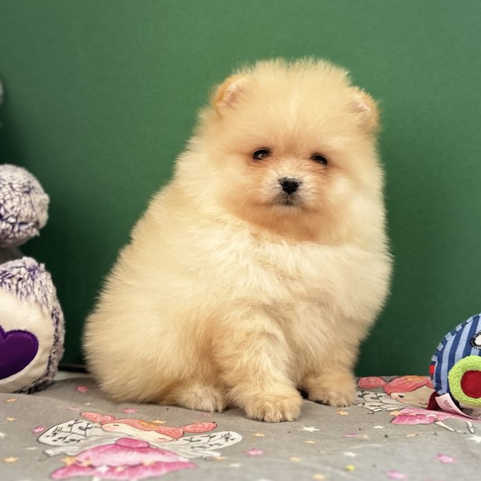 лялькова дівчинка тип ведмедика