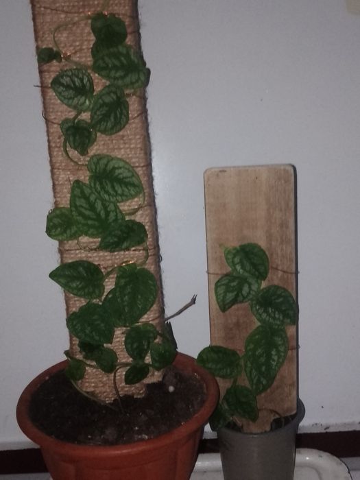 Монстера Dubia,Сільтепекана.Плюмерія , спатіфілум Діамонд і інші росли