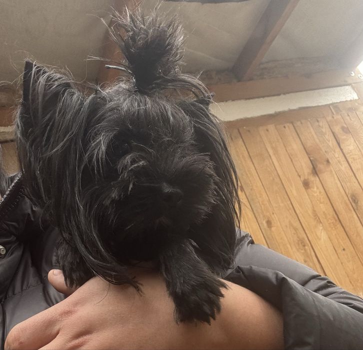 Девочка мини черный йорк