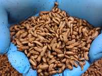 Hermetia Illucens (larwy muchy czarnego żołnierza) 100 ml