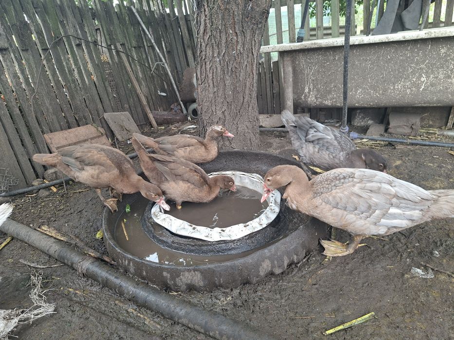 Мускусні качки, каченята.