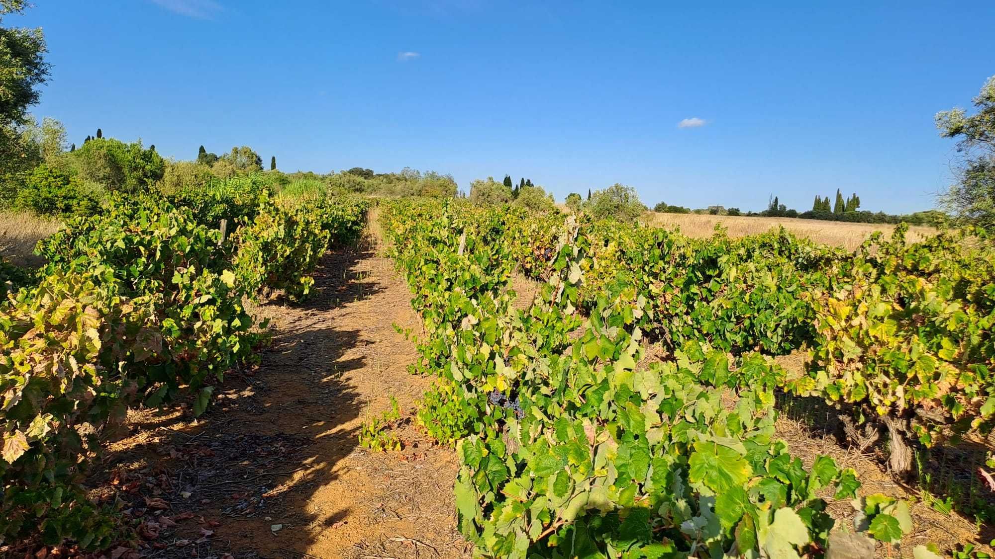 Vendem-se Uvas para Vinho - Multicasta