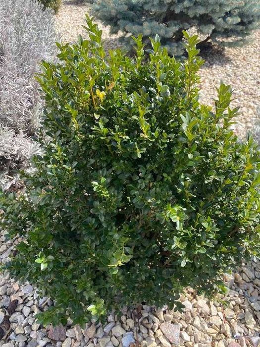 Cамшит в горщику р9 , кущі самшит , куля самшит , Búxus.