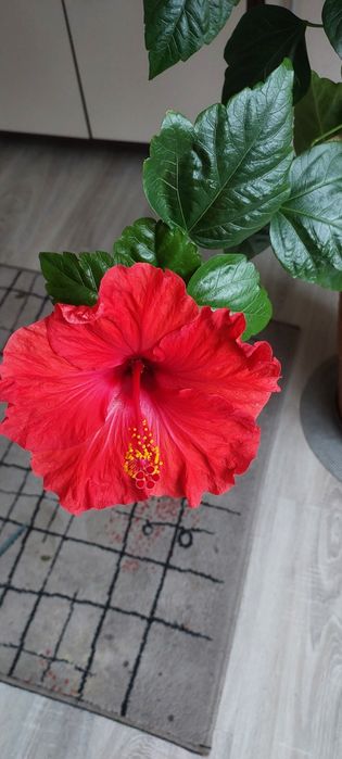 Doniczkowa -Róża chińska-Hibiskus-duzy, piekny, kwitnie cały czas