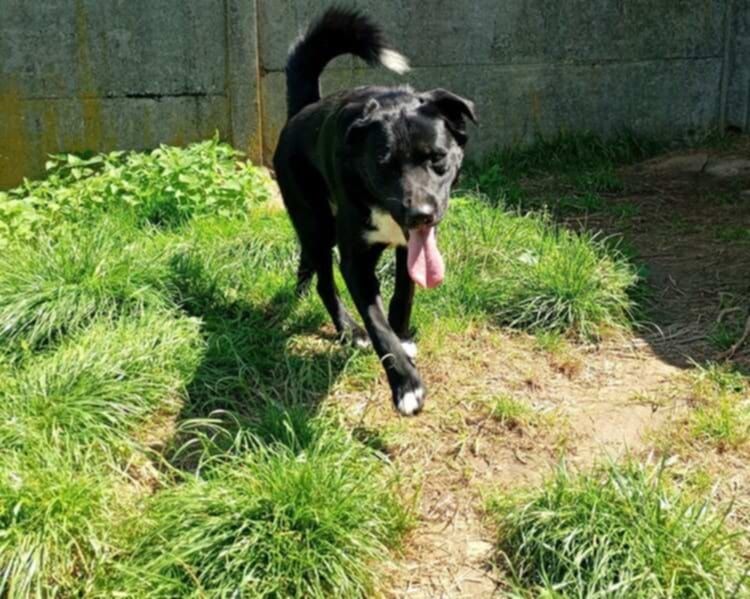 Podaruj i pokochaj Łapke