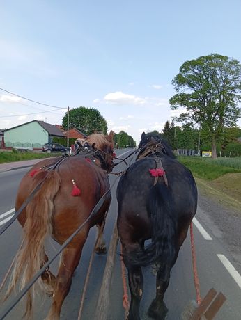 Sprzedam klacz zimnokwistą