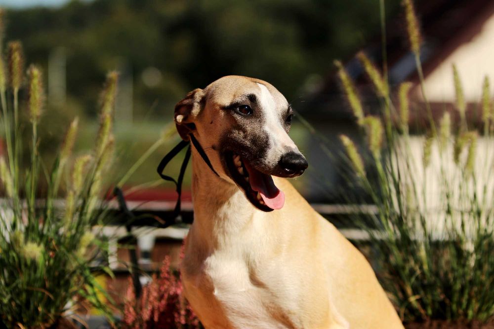 Whippet Chart Angielski, ZKwP/FCI, cudna sunia SATI
