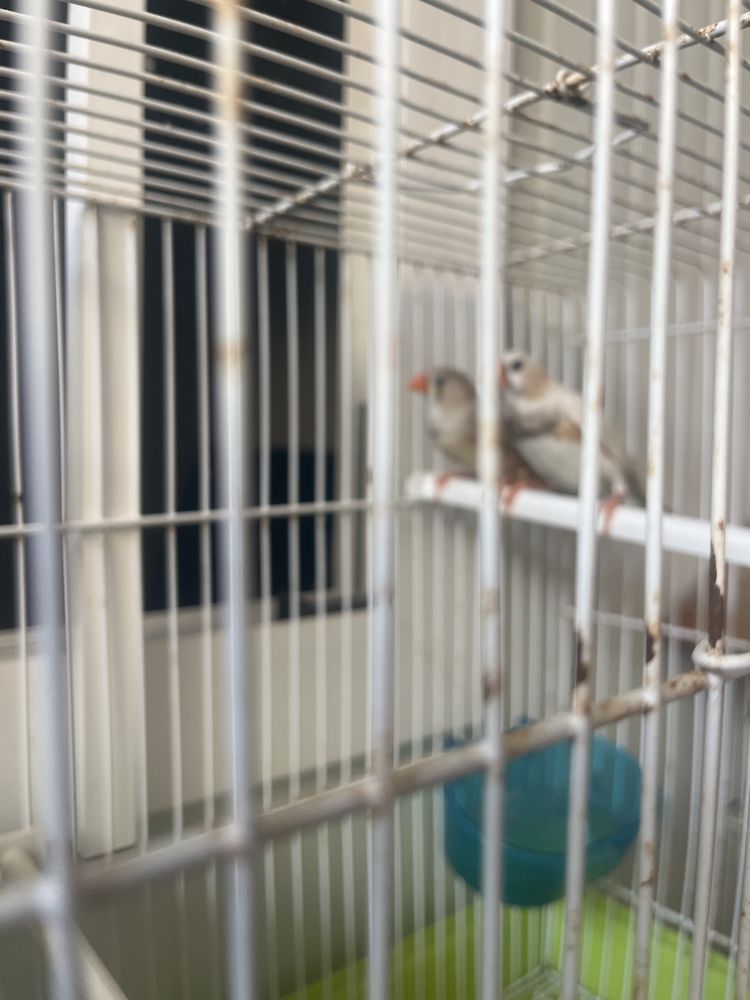 Varias aves para nova casa