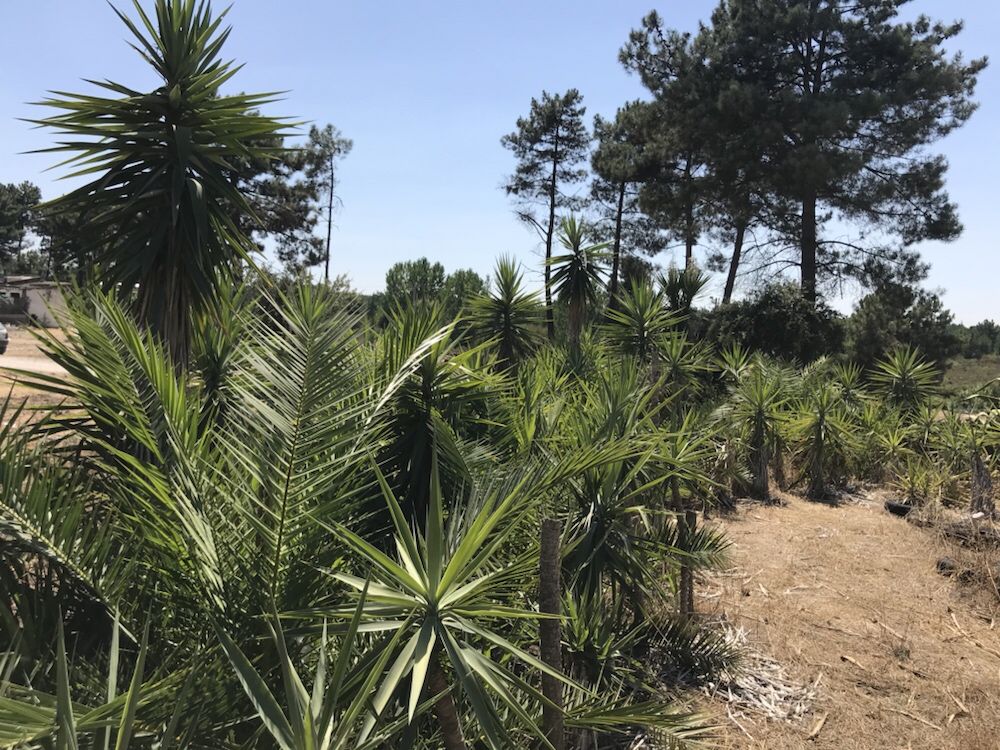 Yuccas plantas,àrvores e palmeiras de leque e outras de todos tamanhos