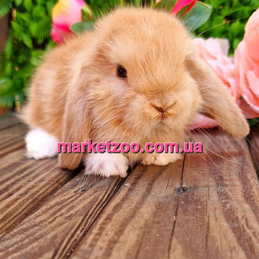 Карликовый мини кролик,мiнi баранчик mini lop