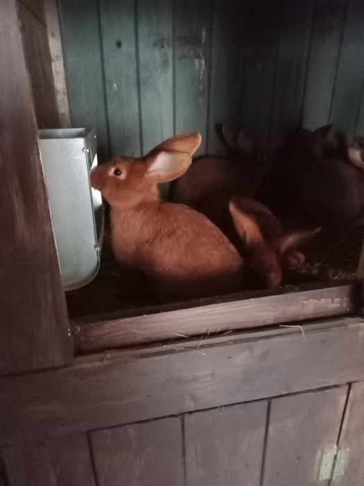 Króliki kalifornijskie