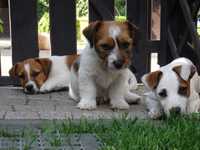 Jack Russell Terrier piesek z tyłu #MOBY Smartie Jacks#