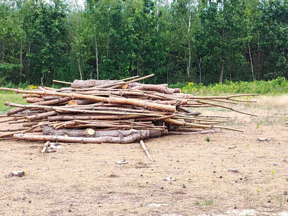 Drewno opałowe sosna