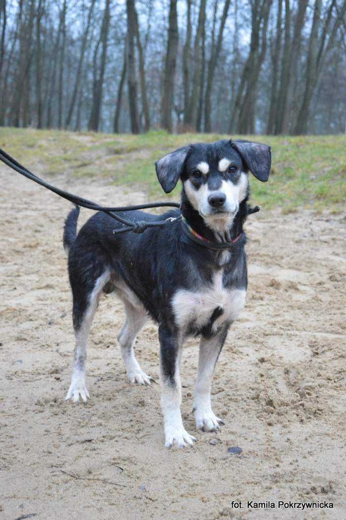 Brutus - młody mix w typie husky