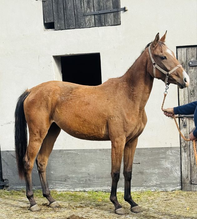 Sprzedam klacz małopolską