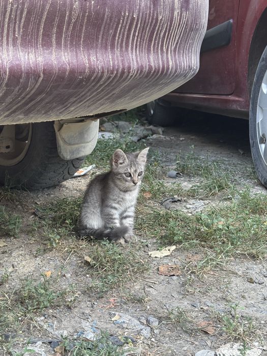 Двоє кошенят і мама шукають дім