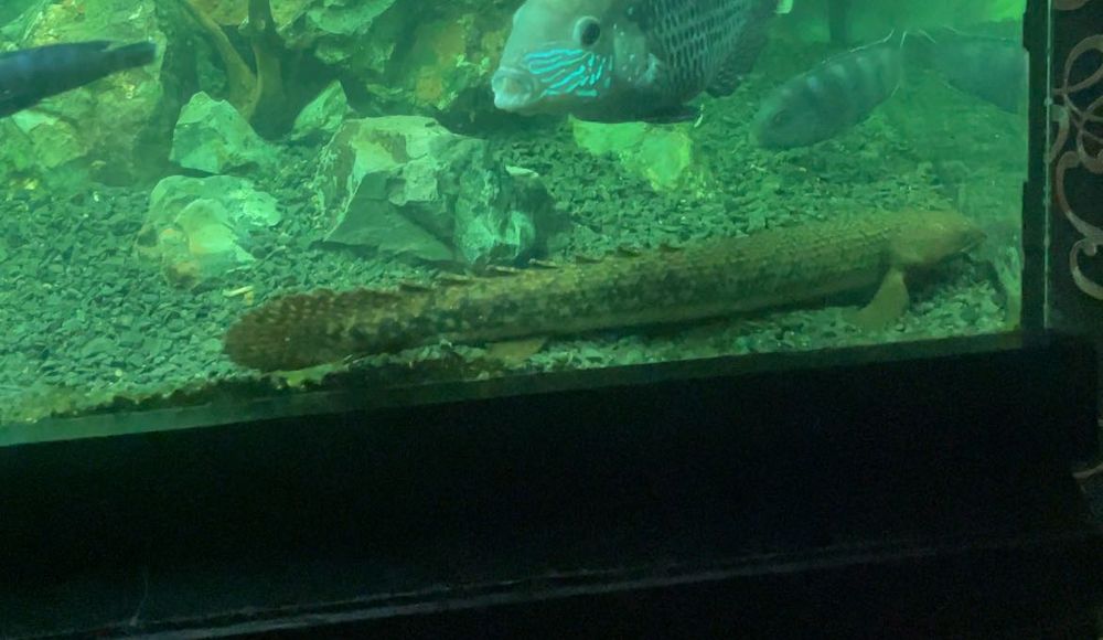 Полиптерус Таугелсли