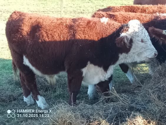 Sprzedam byka i jałówkę