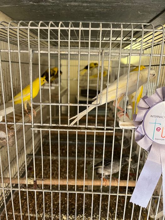 Llarguet 2025, aves premiadas