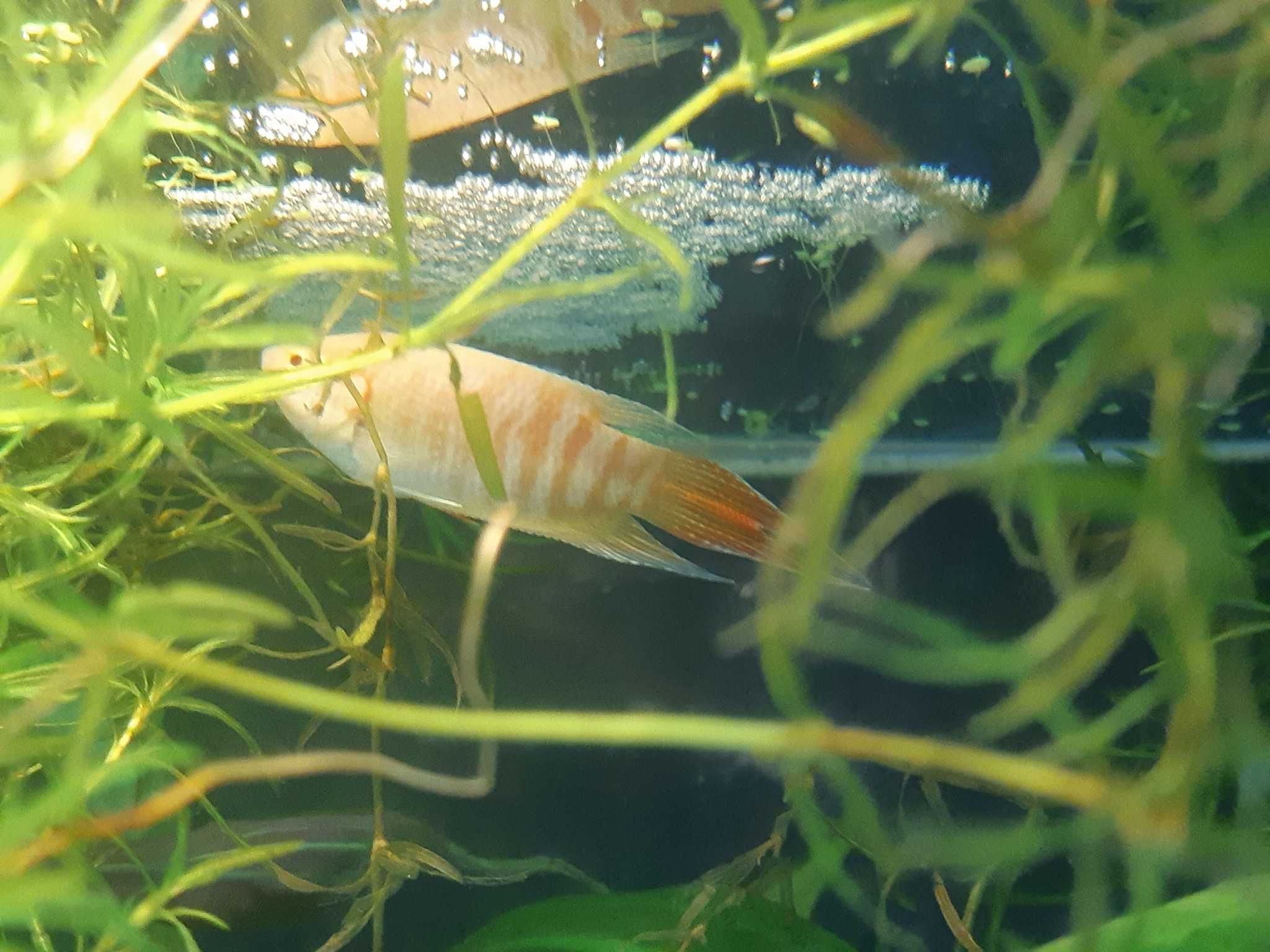 Macropodus opercularis Albino\ Peixe-Paraíso 5-6cm