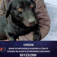 Oreni- do adopcji