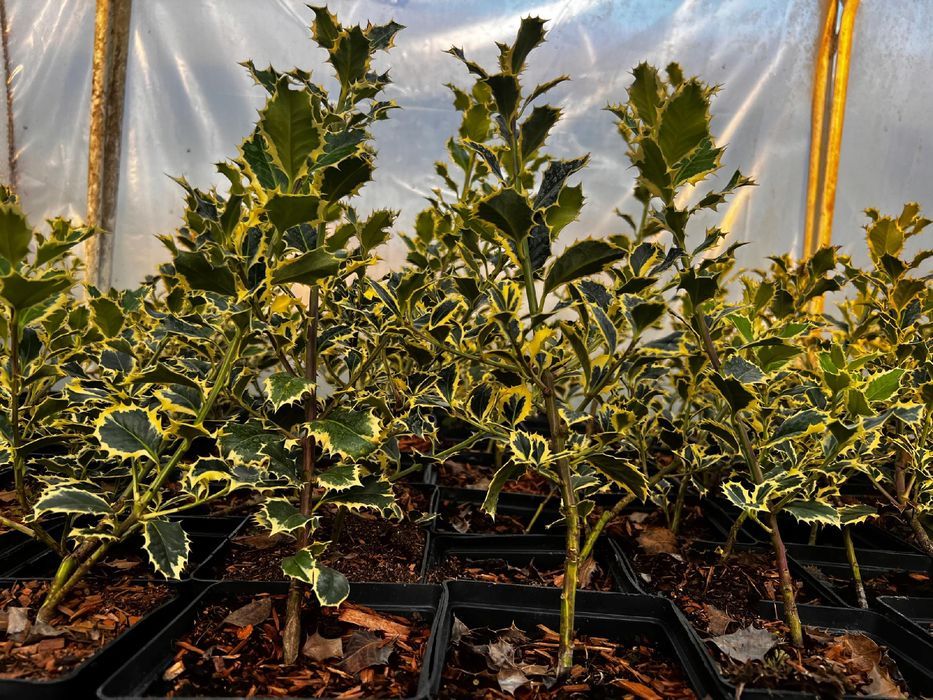 Ostrokrzew kolczasty 'Silver Queen' (Ilex aquifolium) Doniczka 2.0L