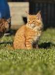 Maine coon na sprzedaż