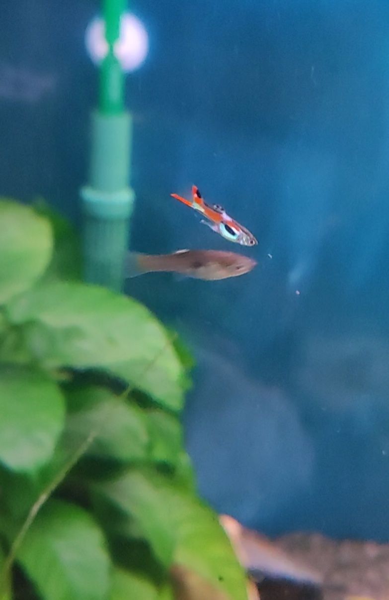 Peixes guppys endler