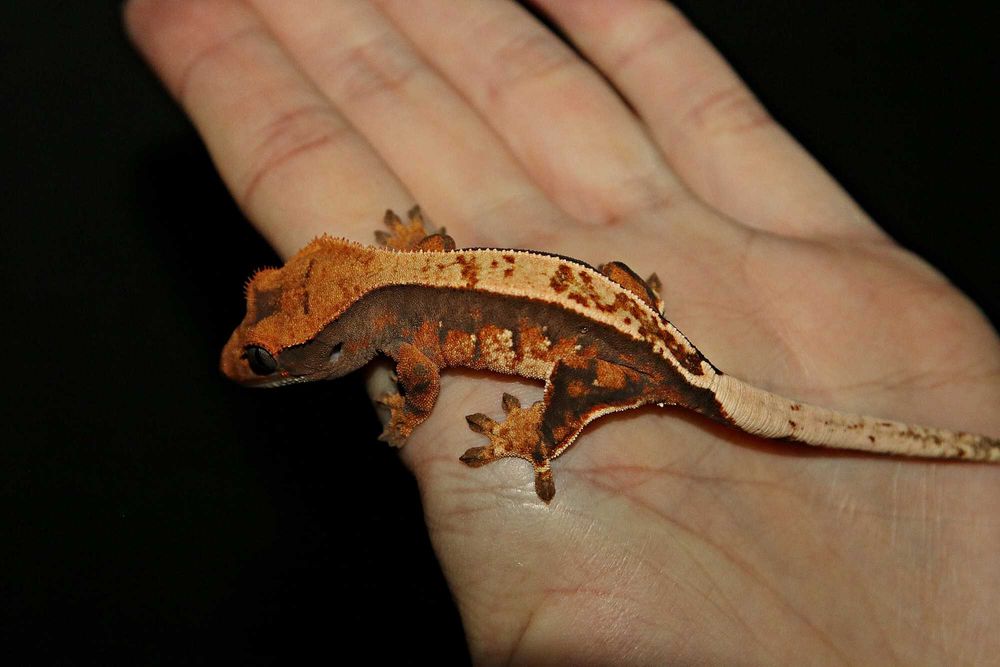 Gekon orzęsiony Pinstripe tri colour