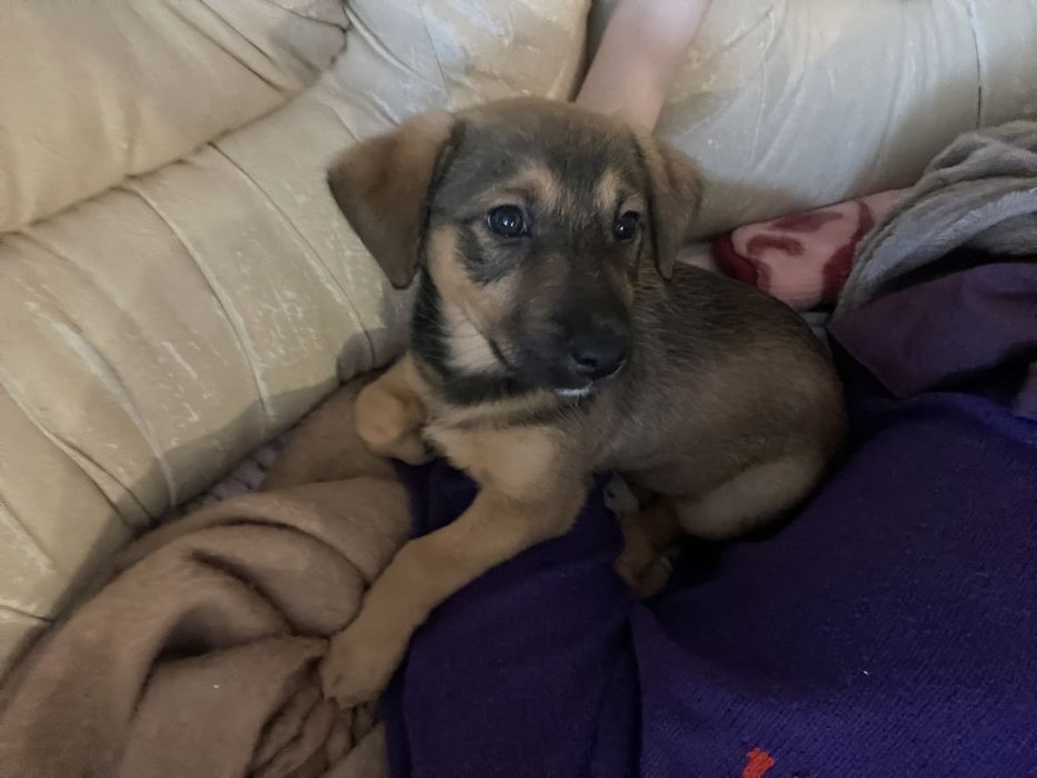 Цуцик метис,дівчинка Луна