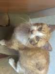 Kocurek do adopcji