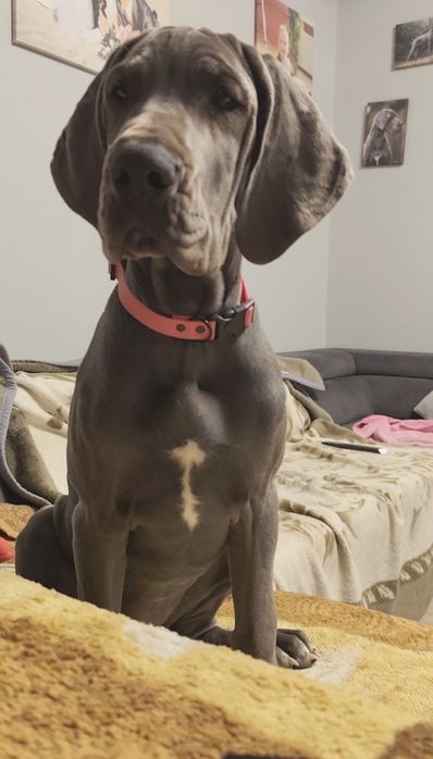 Dog niemiecki suczka