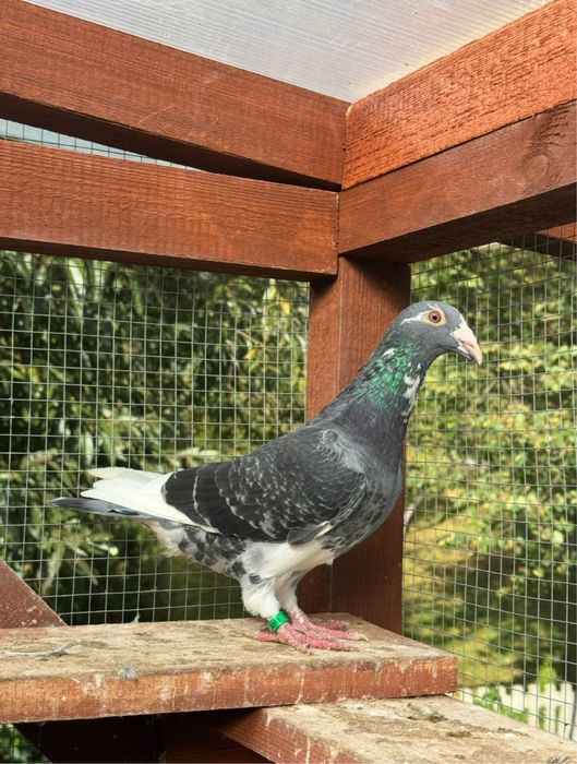 Gołębie staropolskie