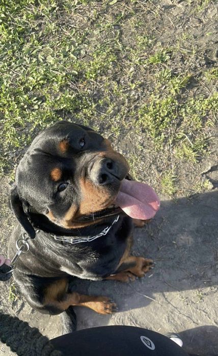 Rottweiler suczka