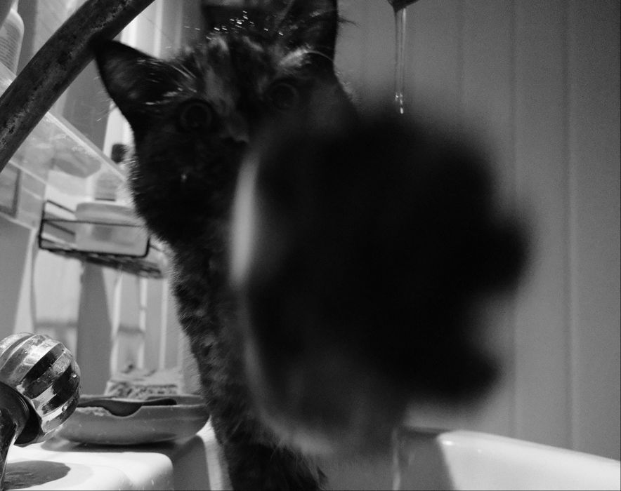 Энергичный котенок ищет дом (девочка)