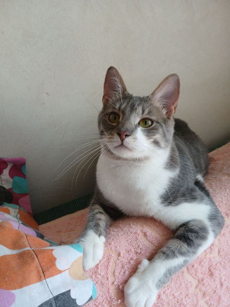 Котик шукає родину