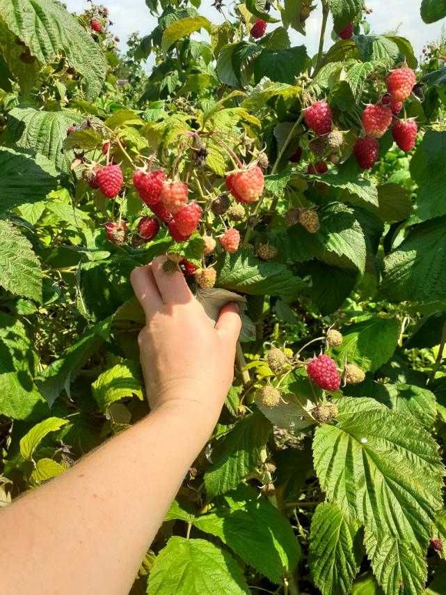 РОЗПРОДАЖ/Саджанці солодкої дуже родючої малини з гарною кореневою