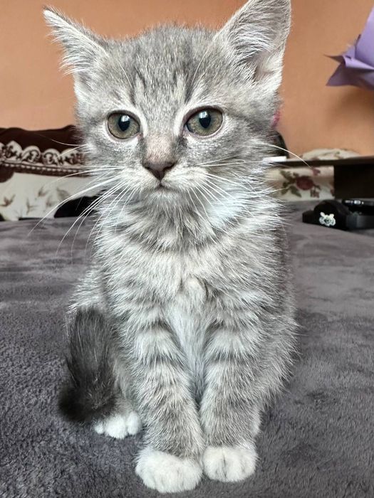 Віддам котиків в добрі руки (безплатно)