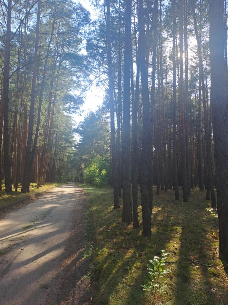 Działka rekreacyjna Chojne Rod Poręba 5 arów z domkiem.,