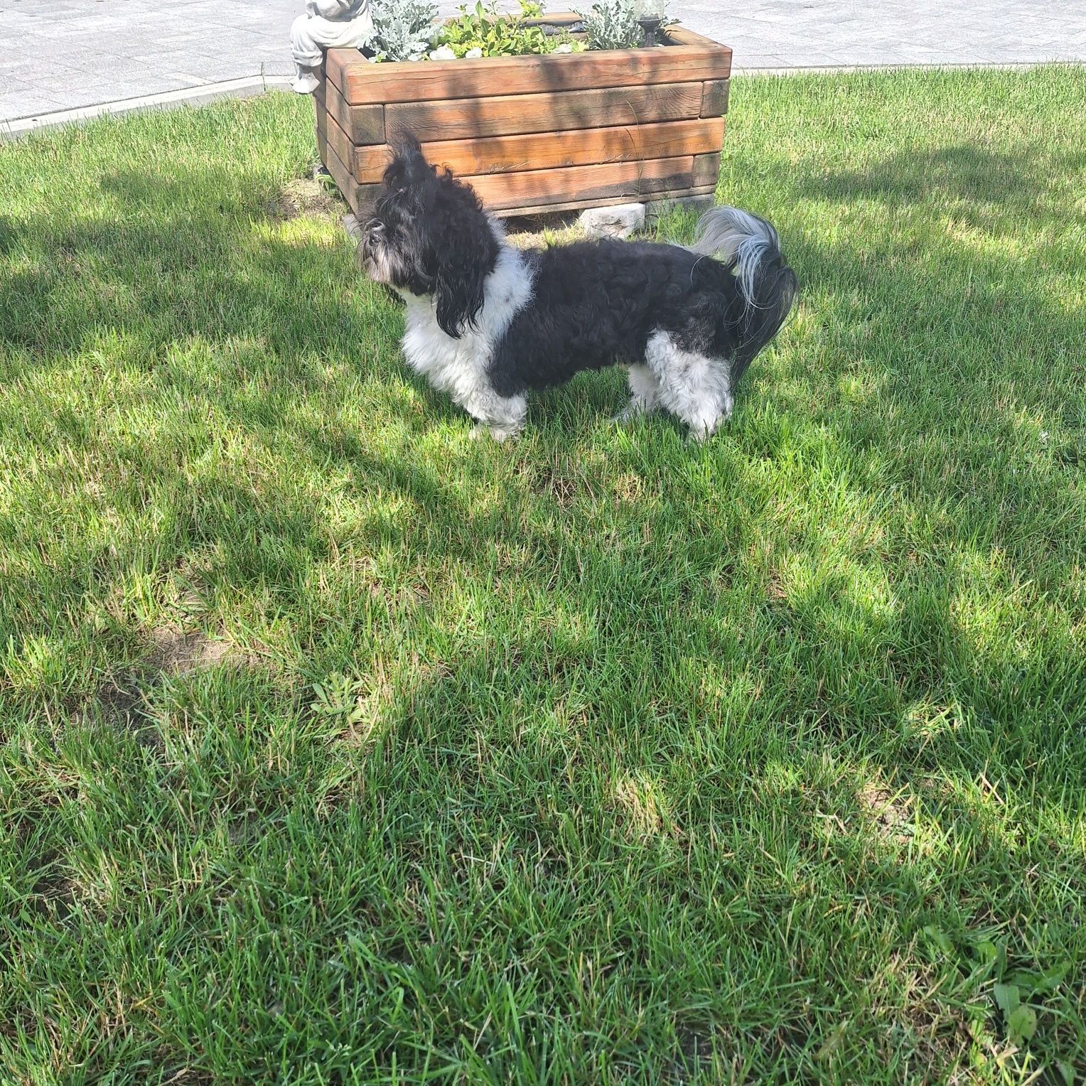 Reproduktor shih tzu