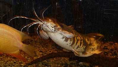 Sum Clarias  - Żabi