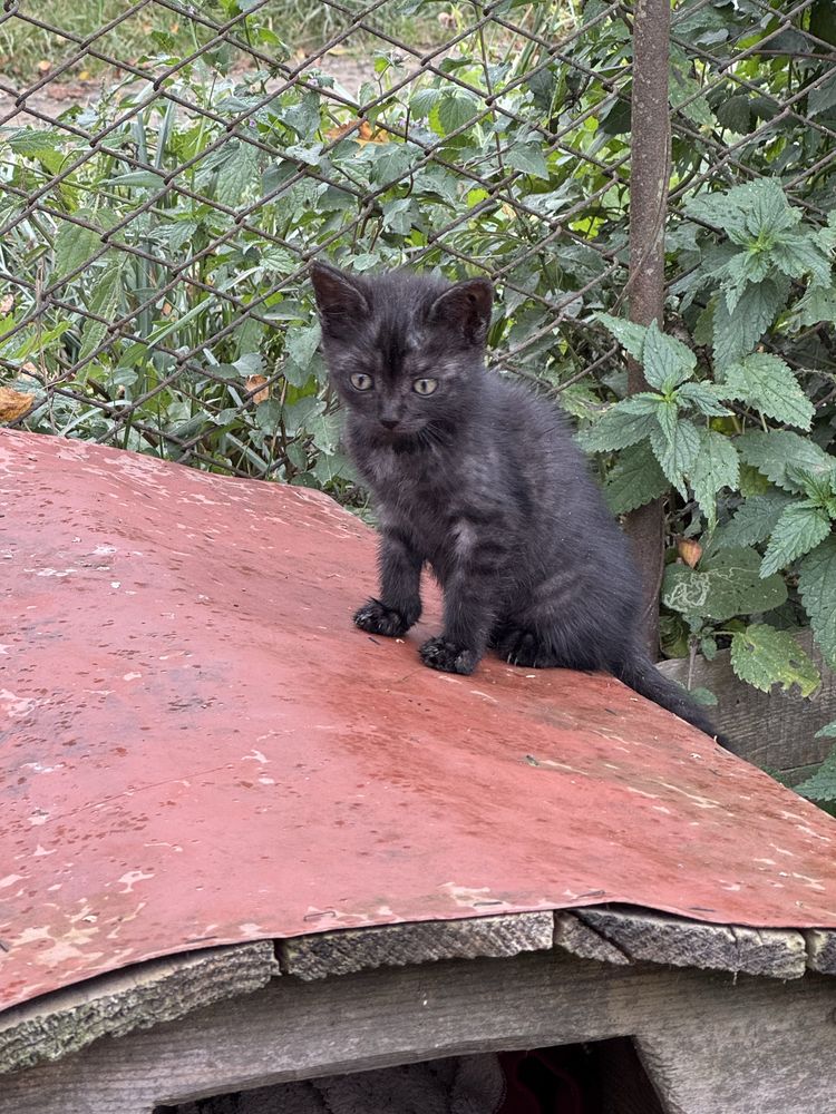 Котики в добрі руки