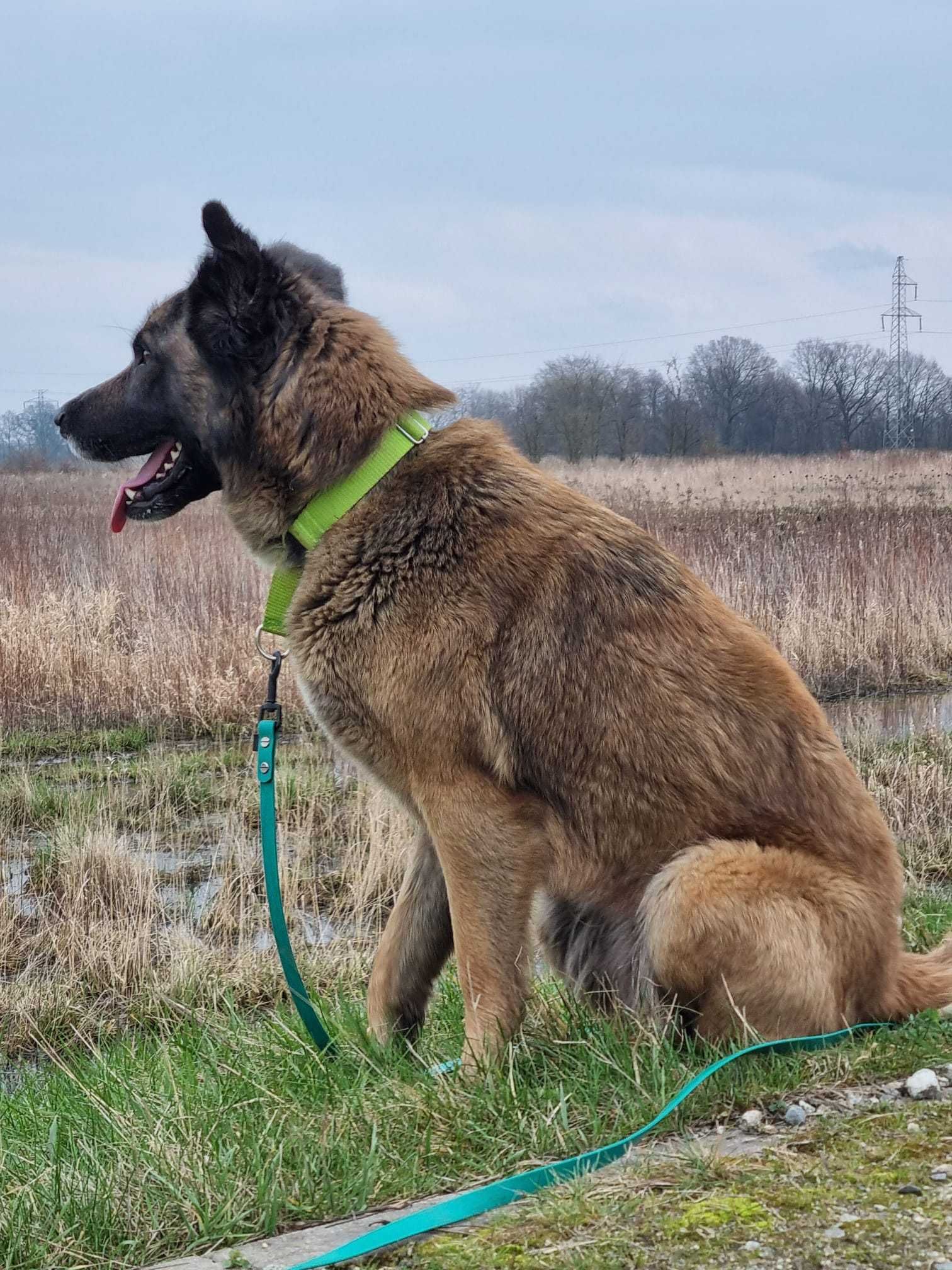 KODA - szuka domu stałego lub tymczasowego