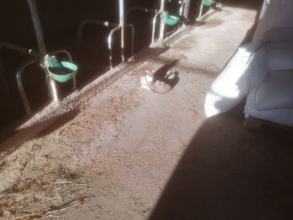 Oddam małe kotki i większe