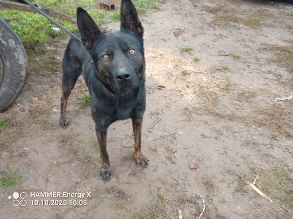 owczarek holenderski pies 11 miesięcy