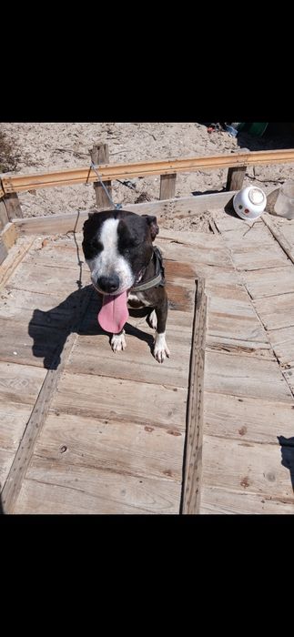 Doacao de dog alemão