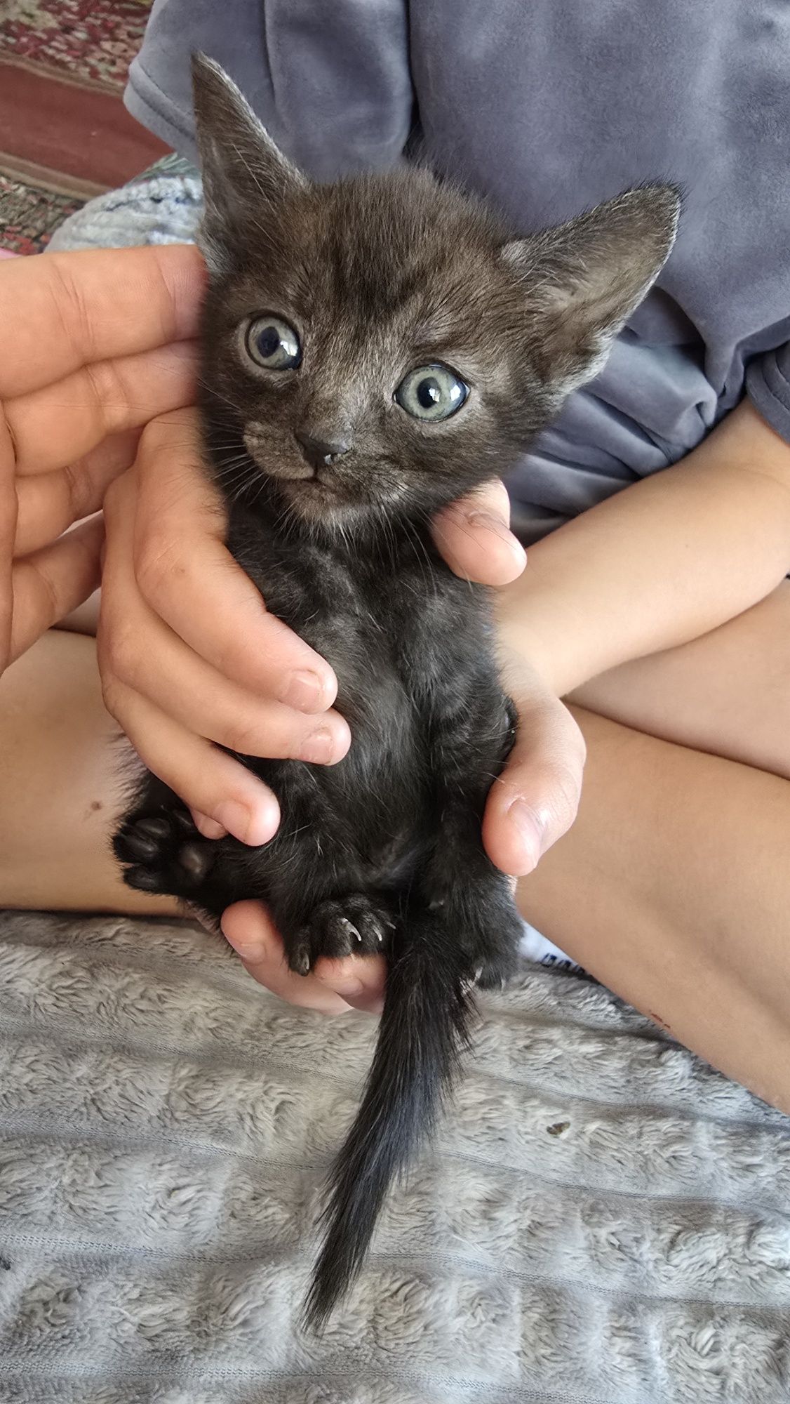 Котята  бесплатно