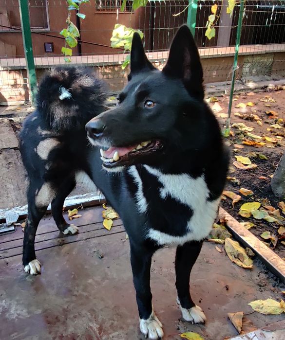 Лайка шукає дівчинку